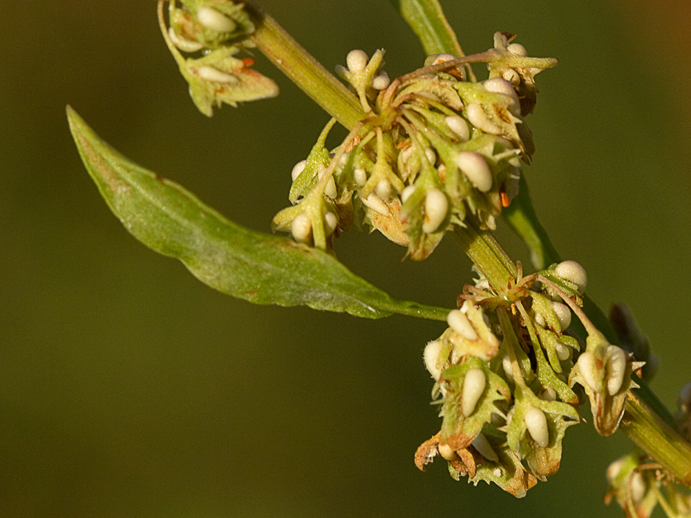 Glomérulo de la Romaza aglomerada (Rumex conglomeratus)