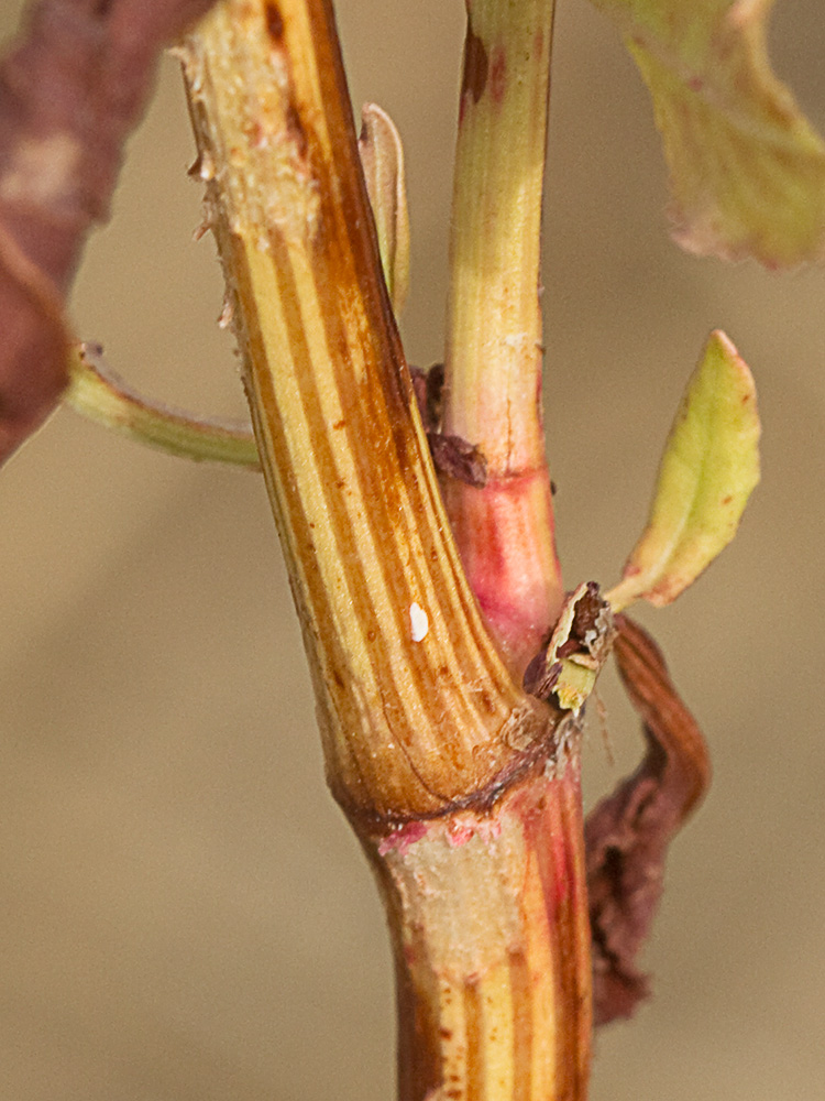Tallo con ócrea de la Romaza aglomerada (Rumex conglomeratus)