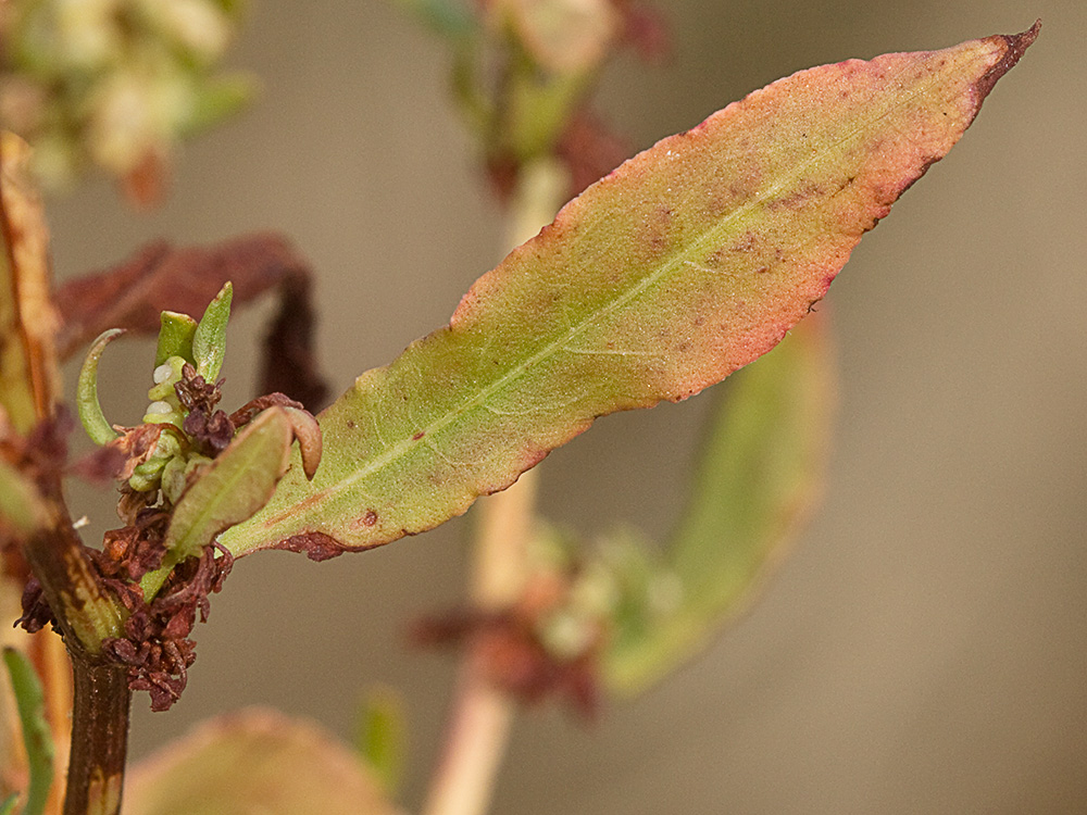 Hoja de la Romaza aglomerada (Rumex conglomeratus)