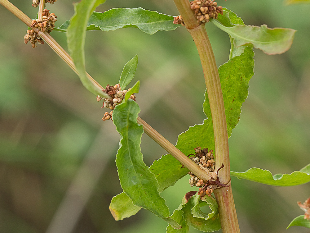 Ramas, hojas y verticilos de la Romaza aglomerada (Rumex conglomeratus)
