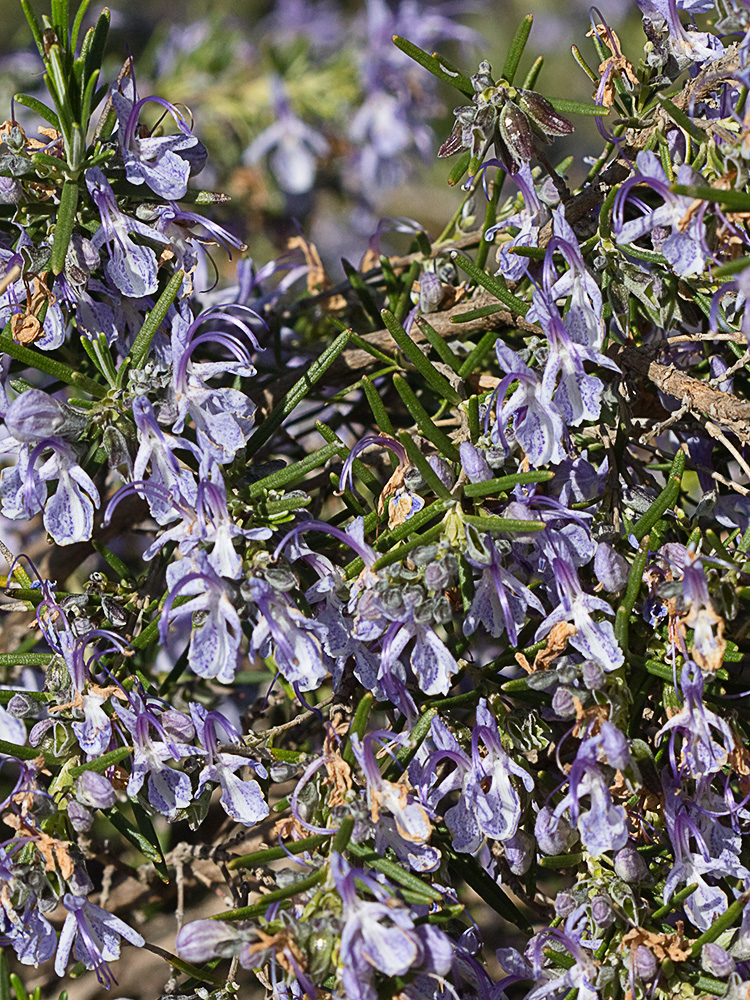 Mata de romero (Rosmarinus officinalis)