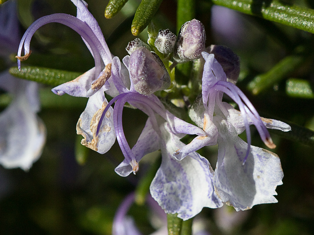 Flor del romero (Rosmarinus officinalis)