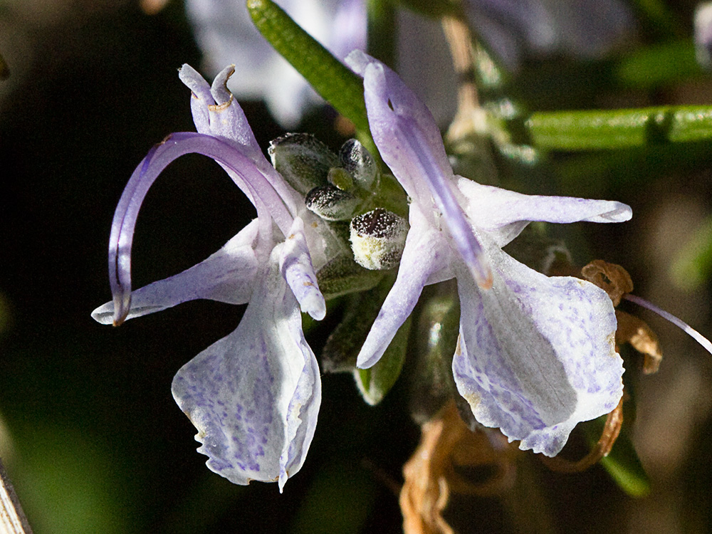 Flor del romero (Rosmarinus officinalis)