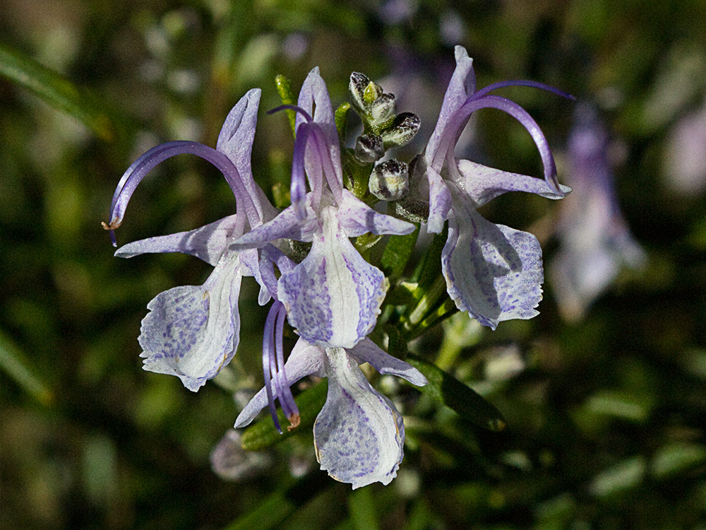 Flor del romero (Rosmarinus officinalis)