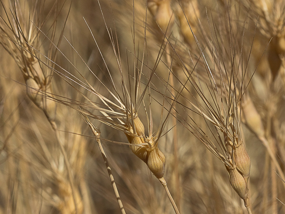 Rompesacos, trigo silvestre (Aegilops geniculata)