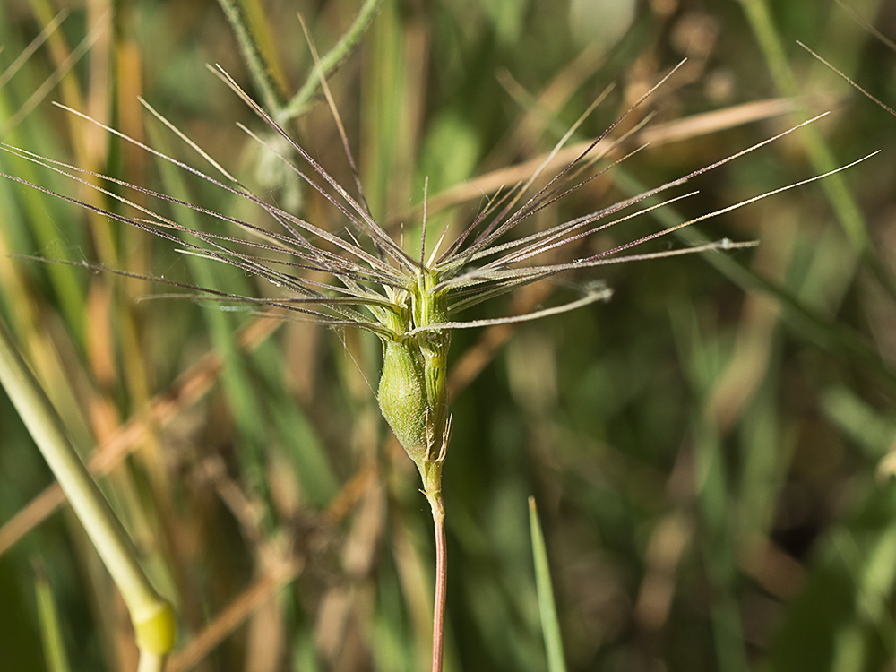 Rompesacos, trigo silvestre (Aegilops geniculata)