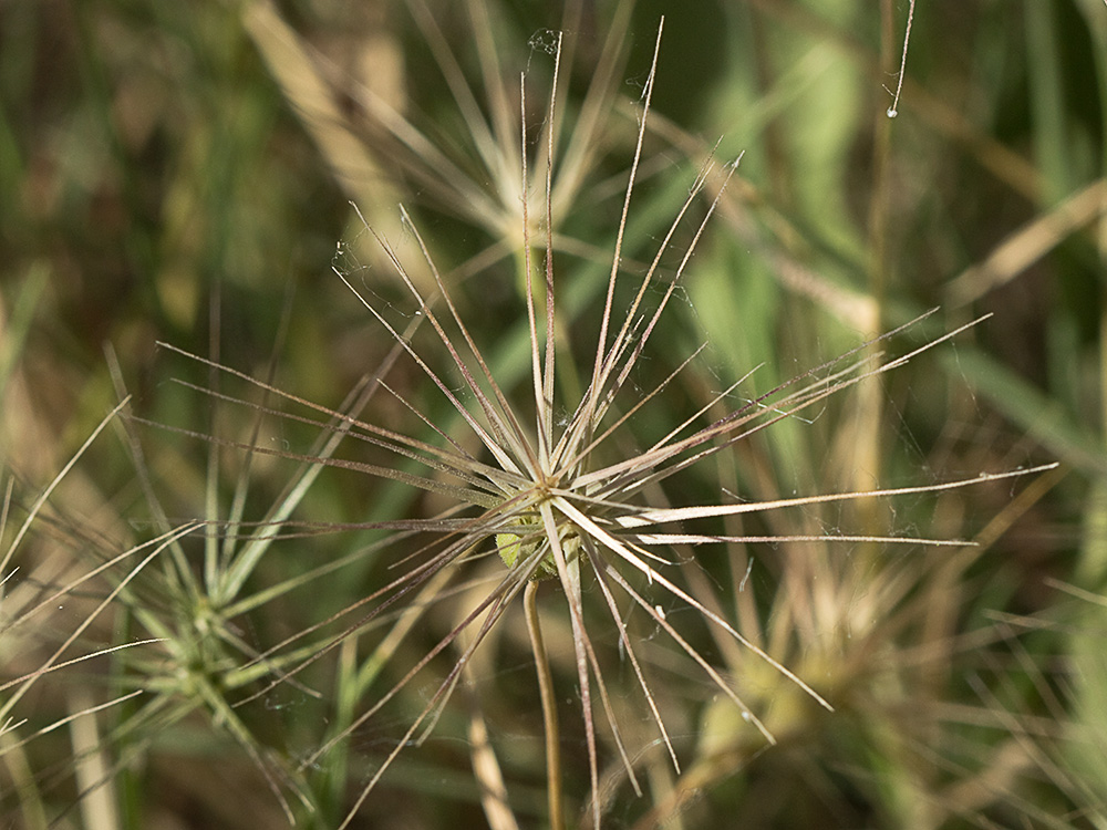 Rompesacos, trigo silvestre (Aegilops geniculata)