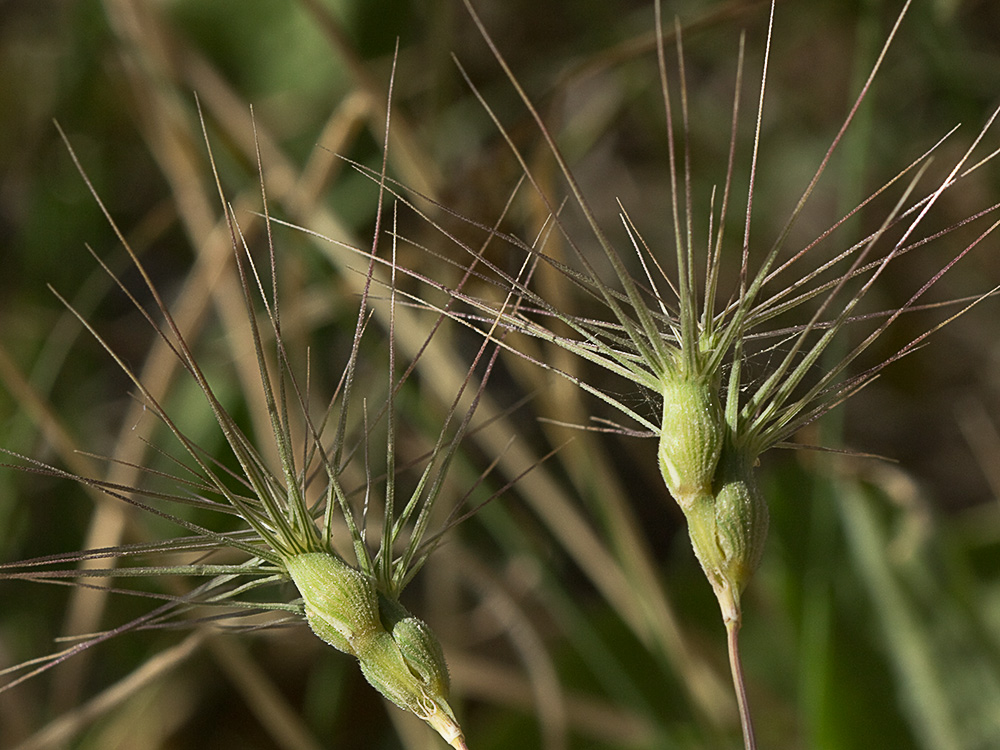 Rompesacos, trigo silvestre (Aegilops geniculata)