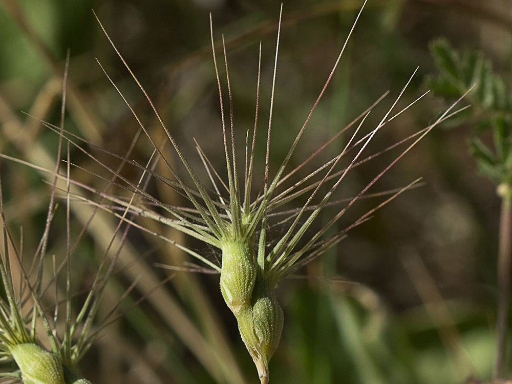 Rompesacos, trigo silvestre (Aegilops geniculata)