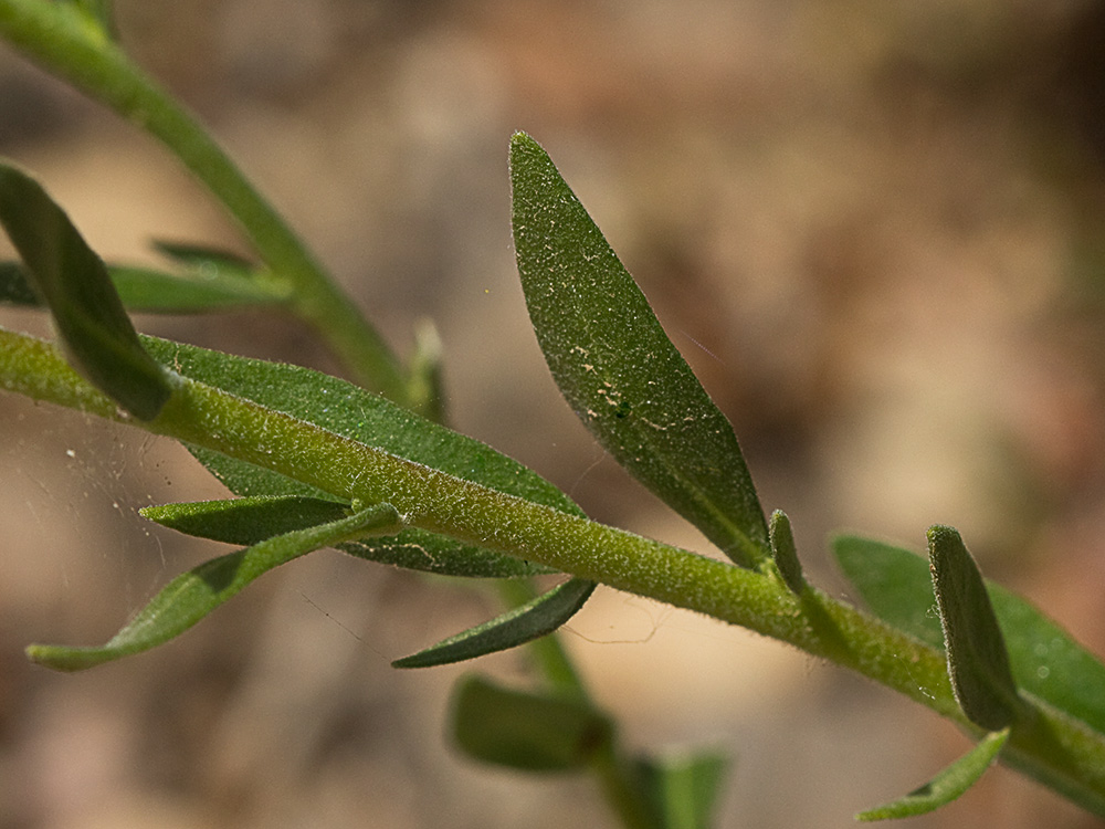 Tallo y hojas de la ruda silvestre (Haplophyllum linifolium)