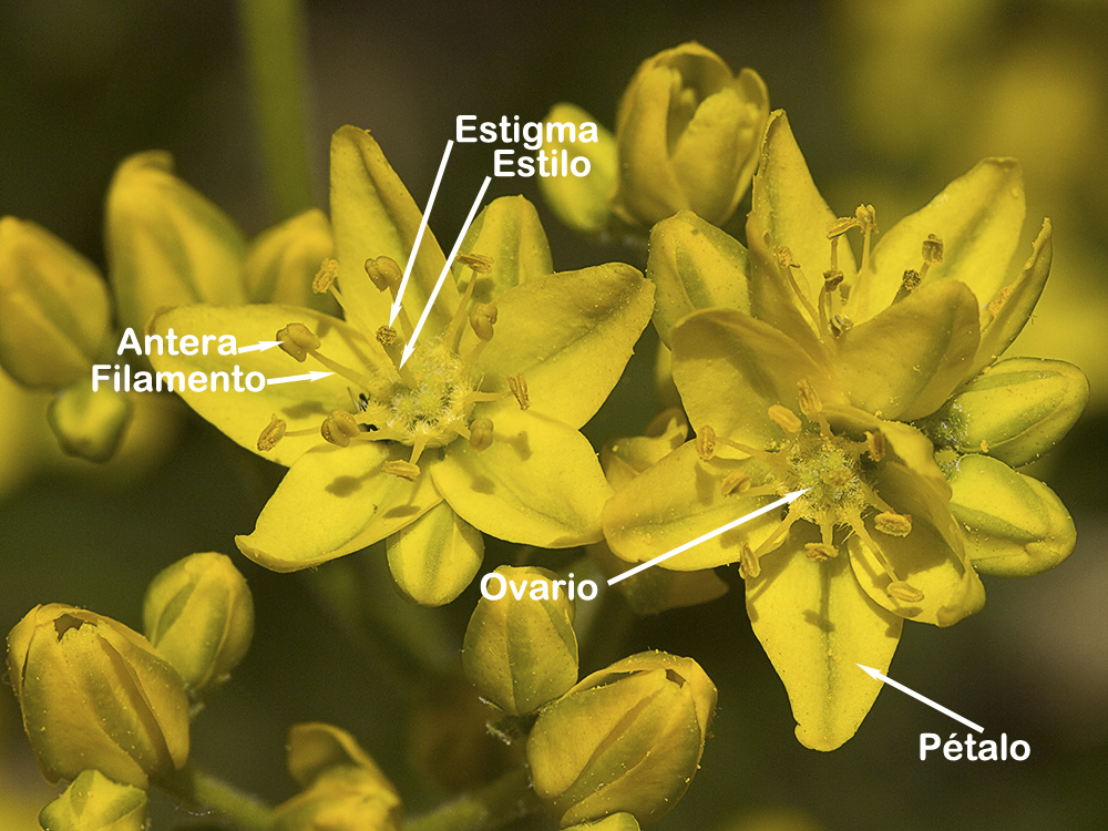 Partes o estructura de la Flor de la ruda silvestre (Haplophyllum linifolium)