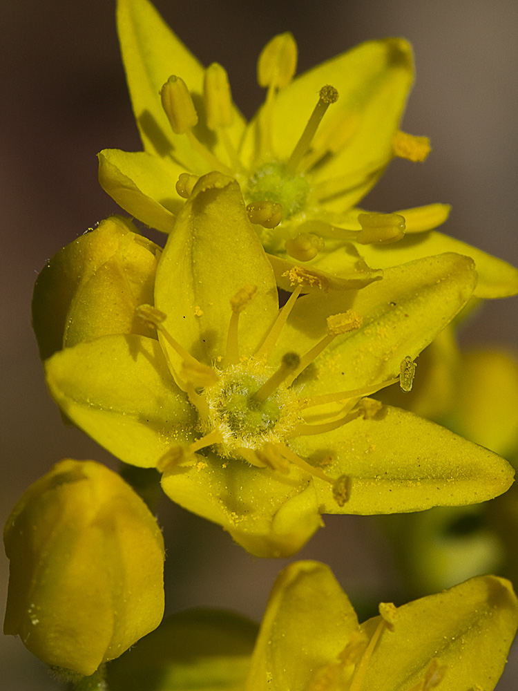 Flor de la ruda silvestre (Haplophyllum linifolium)