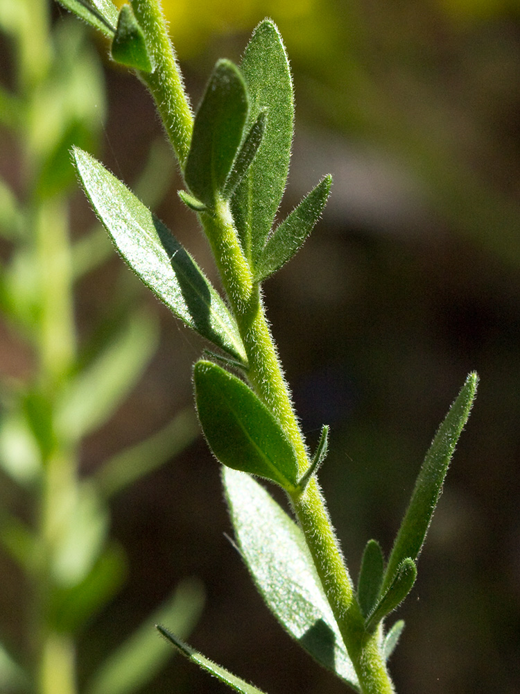 Tallo y hojas de la ruda silvestre (Haplophyllum linifolium)