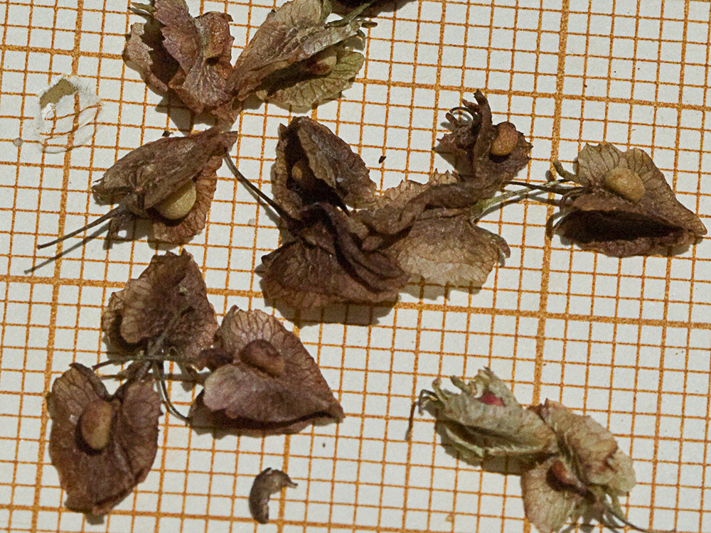 Valvas con tubérculos de la Acedera rizada, Rumex crispus