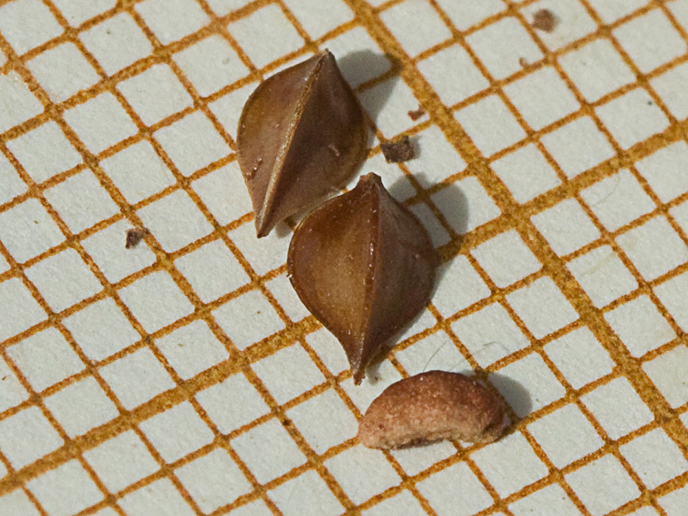 Semillas de la Acedera rizada, Rumex crispus