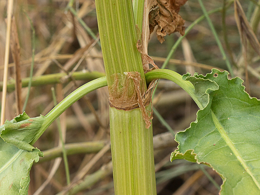 Tallo de la Acedera rizada, Rumex crispus