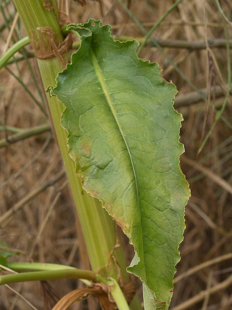 Acedera rizada, Rumex crispus