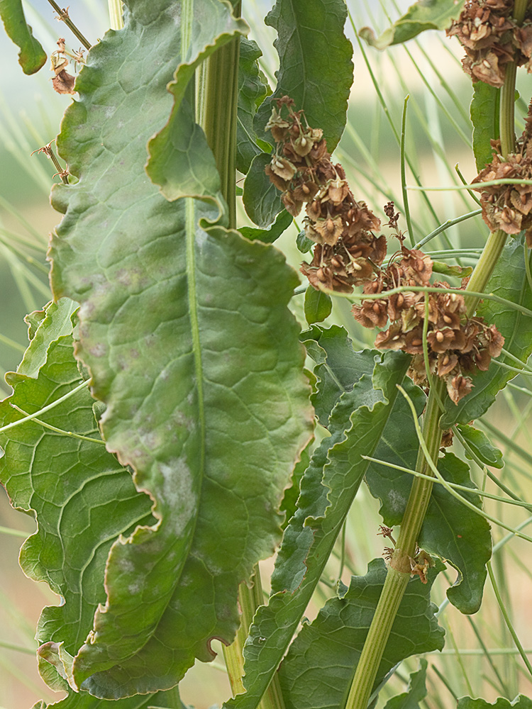 Acedera rizada, Rumex crispus
