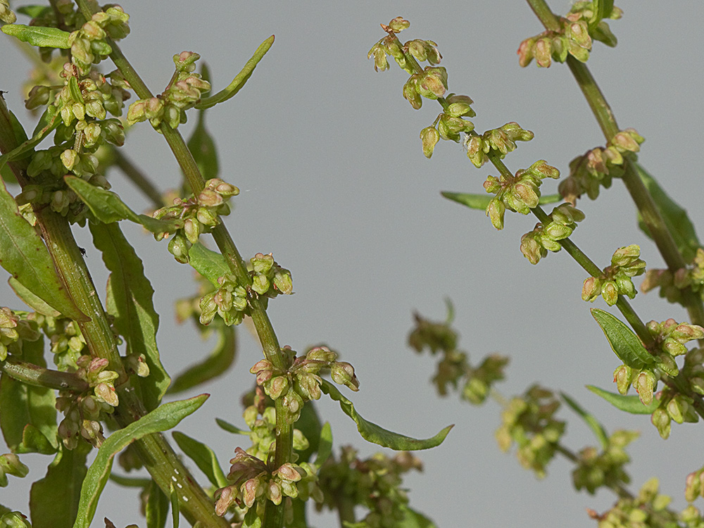 Planta de la Romaza palustre (Rumex palustris)
