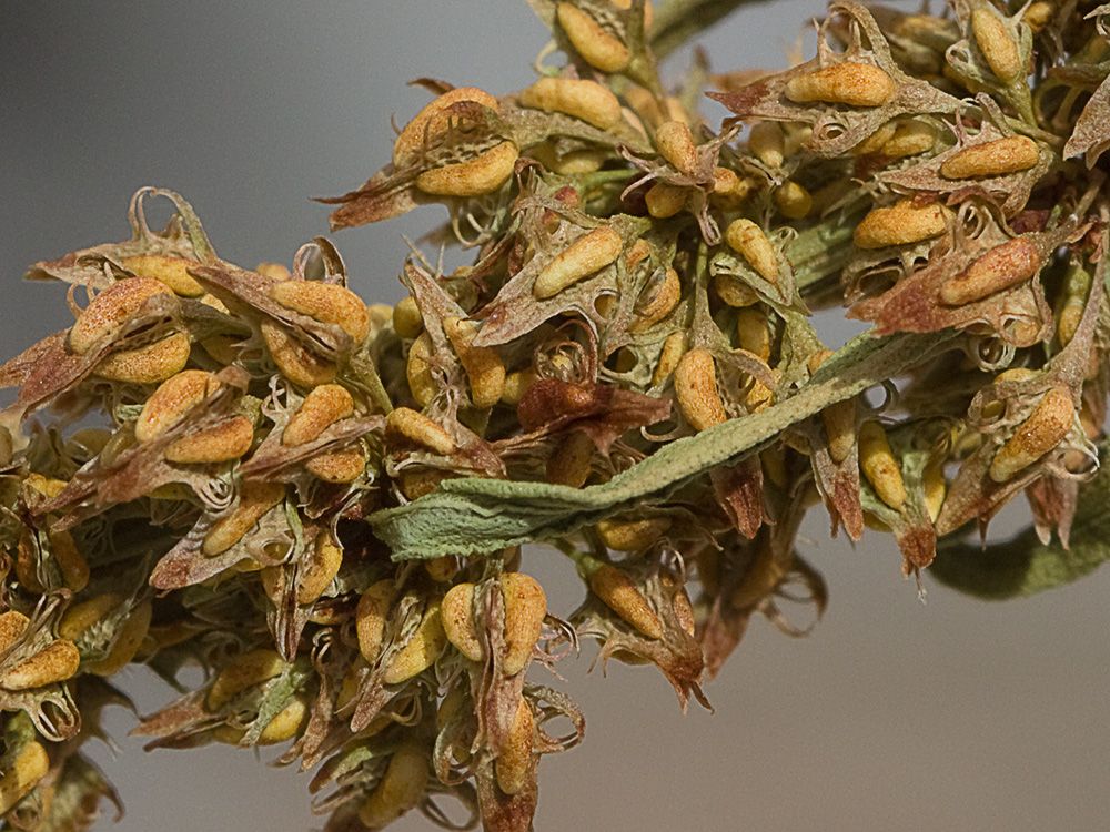 Frutos de la Romaza palustre (Rumex palustris)