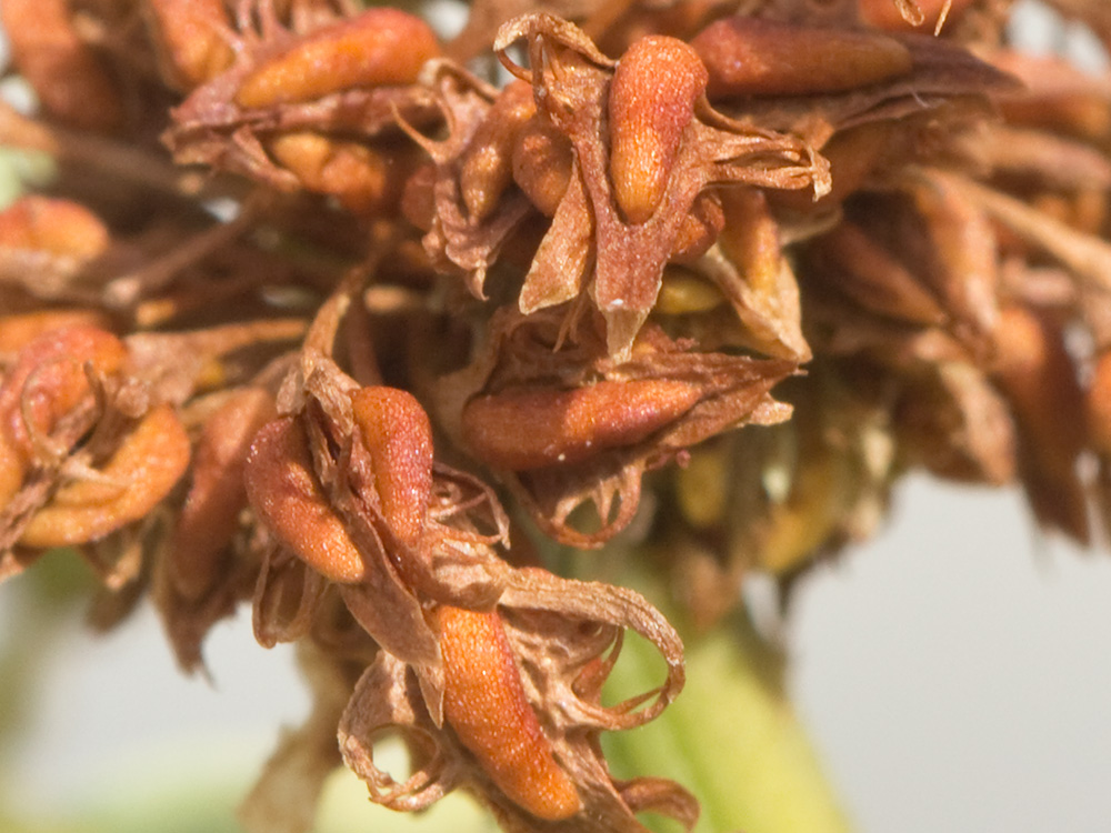 Verticilo de la Romaza palustre (Rumex palustris)