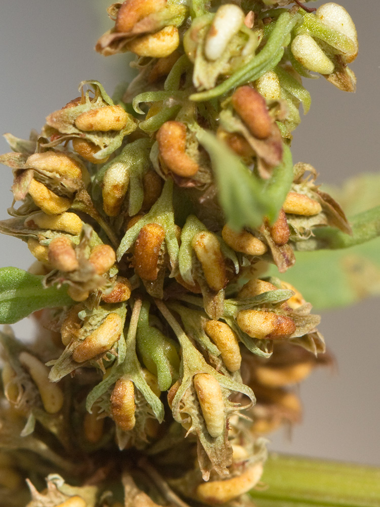 Verticilos de la Romaza palustre (Rumex palustris)