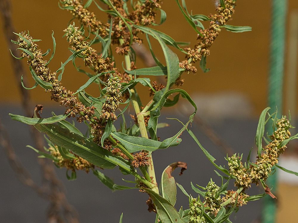 Planta de la Romaza palustre (Rumex palustris)