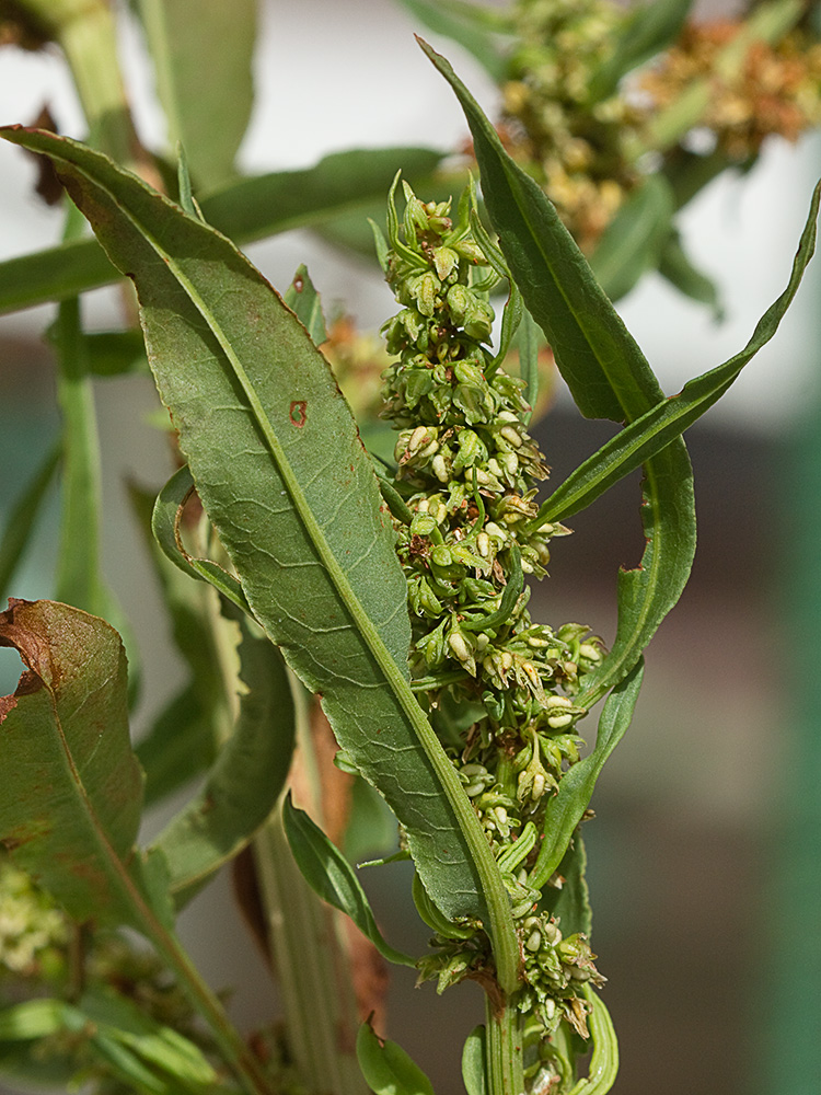 Planta de la Romaza palustre (Rumex palustris)