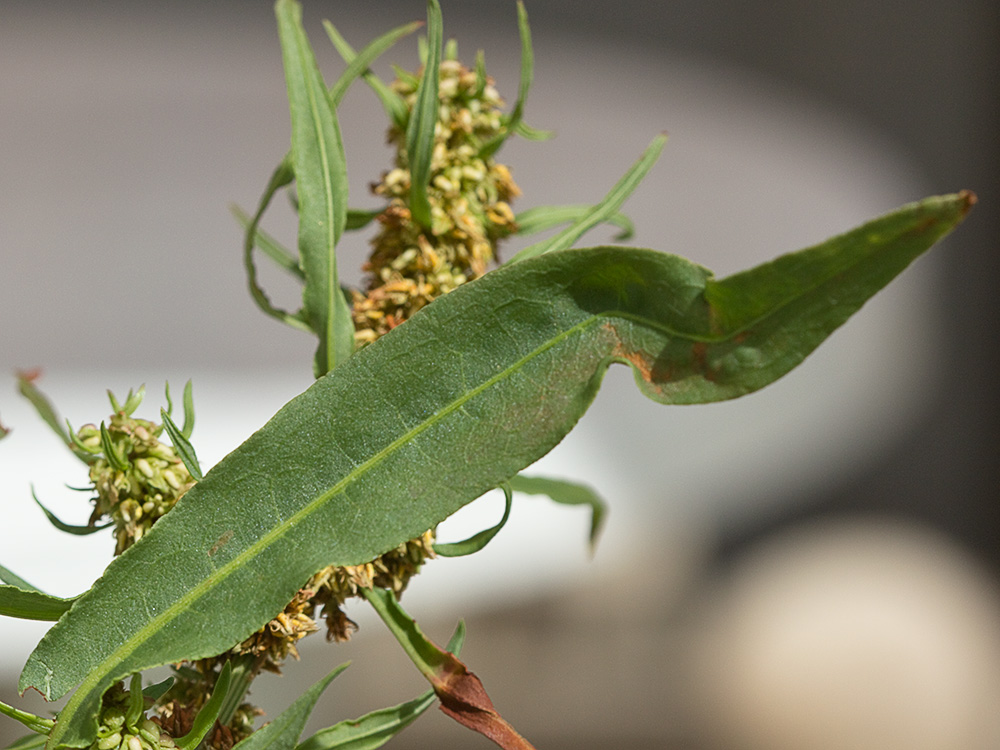 Hoja de la Romaza palustre (Rumex palustris)