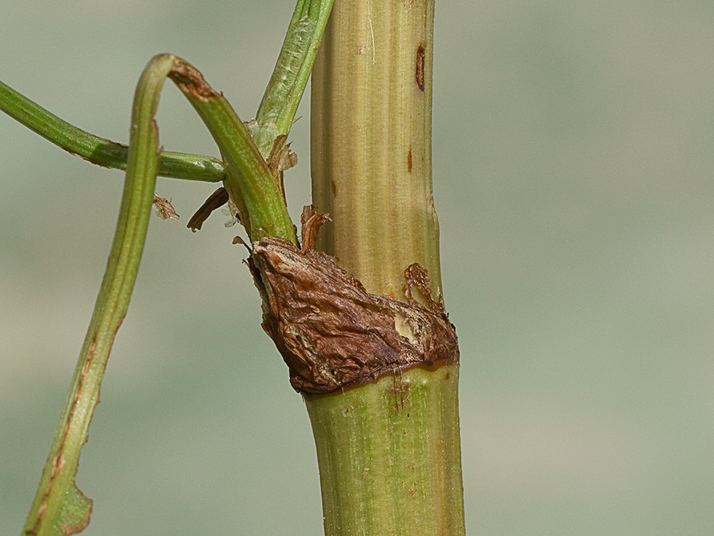 Tallo y ócrea de la Romaza palustre (Rumex palustris)