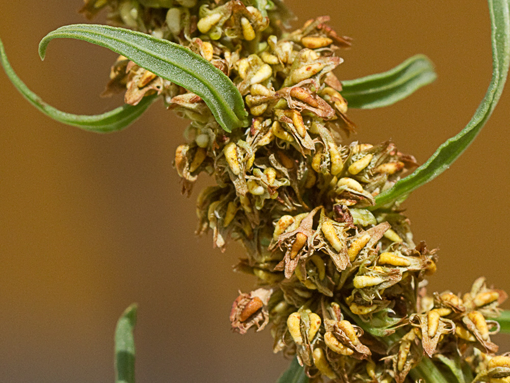 Verticilos de la Romaza palustre (Rumex palustris)