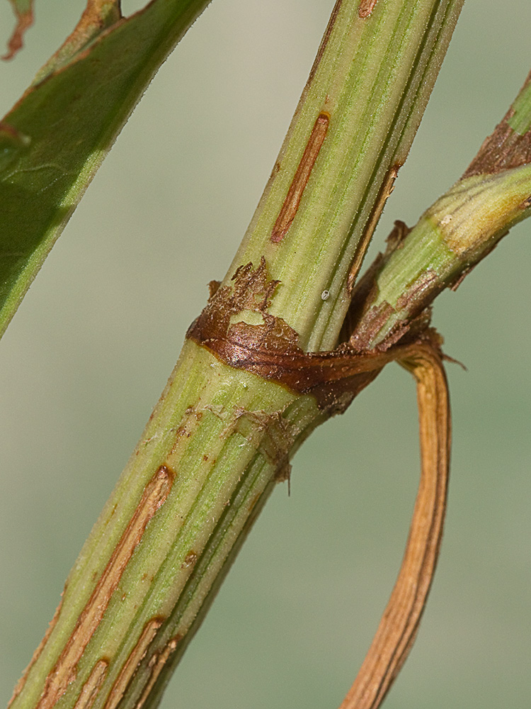 Tallo y ócrea de la Romaza palustre (Rumex palustris)