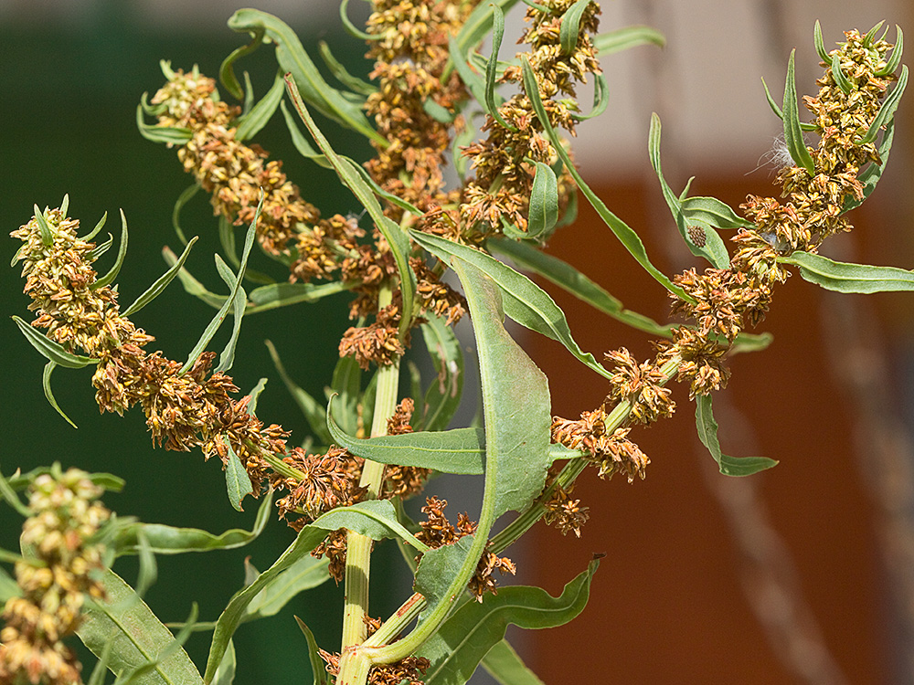 Planta de la Romaza palustre (Rumex palustris)