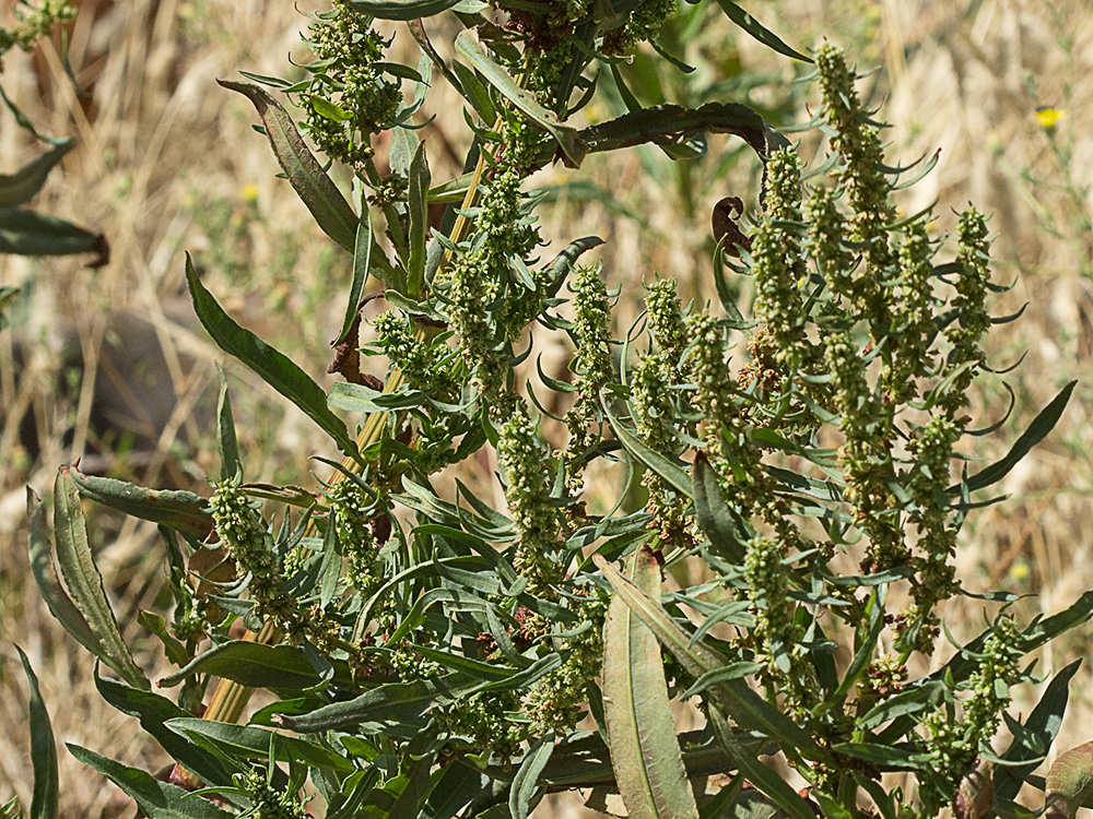 Planta de la Romaza palustre (Rumex palustris)