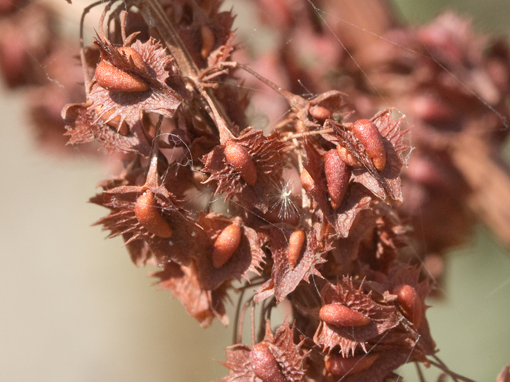 Verticilo de valvas de la Romaza palustre (Rumex palustris)
