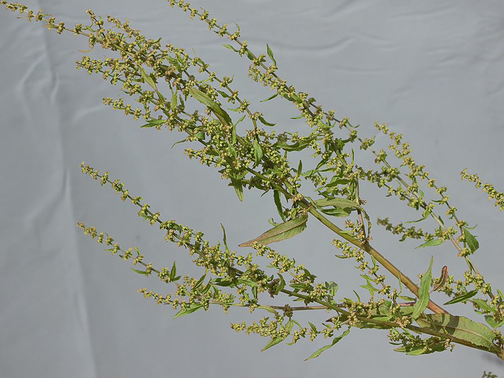 Planta de la Romaza palustre (Rumex palustris)