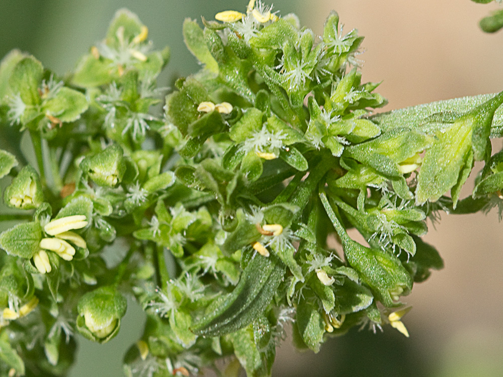 Flores de la Romaza palustre (Rumex palustris)