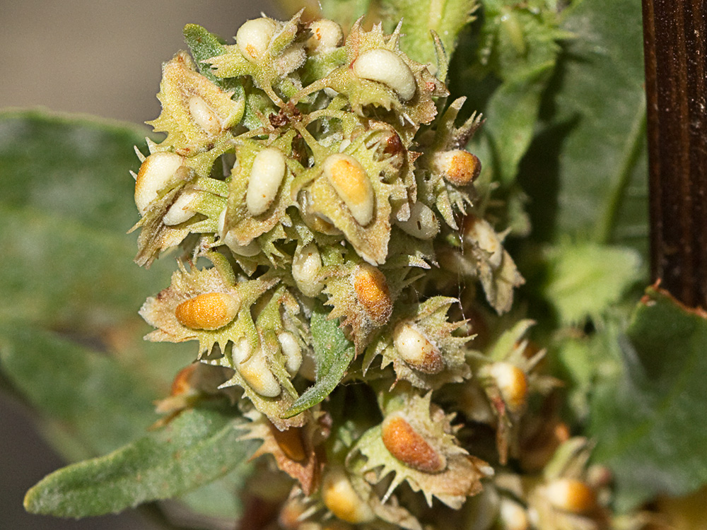 Valvas y glomérulos de la Romaza palustre (Rumex palustris)