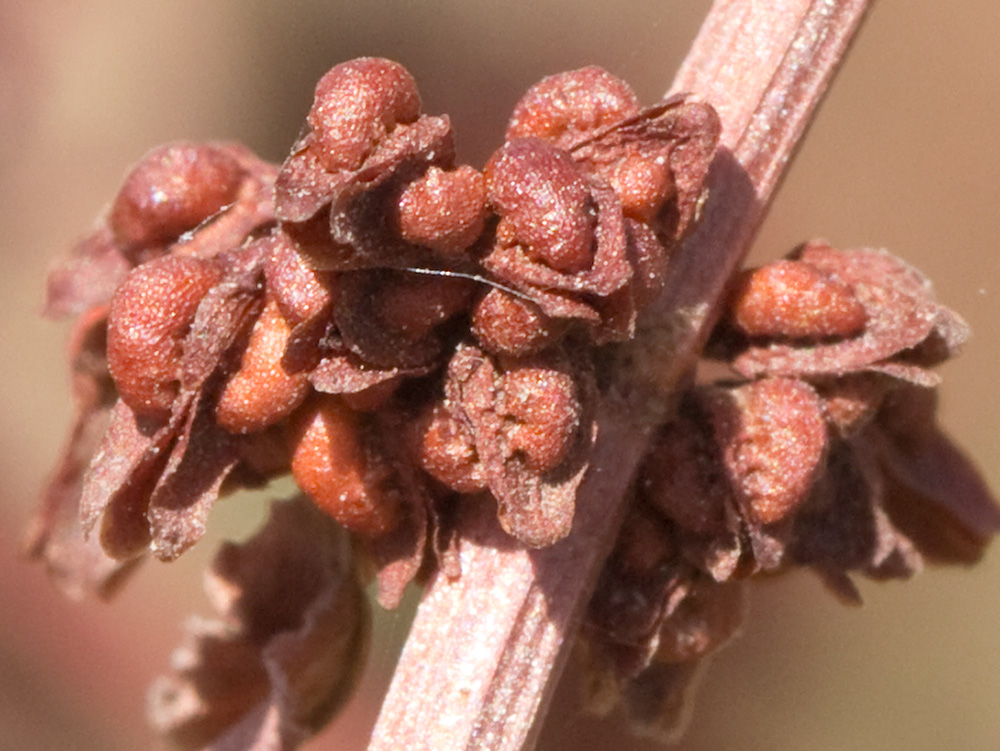 Verticilo de valvas de la Romaza palustre (Rumex palustris)
