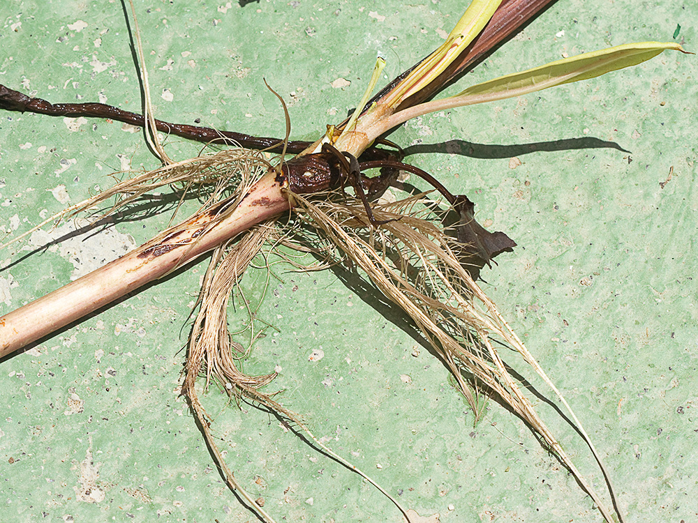 Raíces adventicias, generadas en uno de los nudos  de la Romaza palustre (Rumex palustris)
