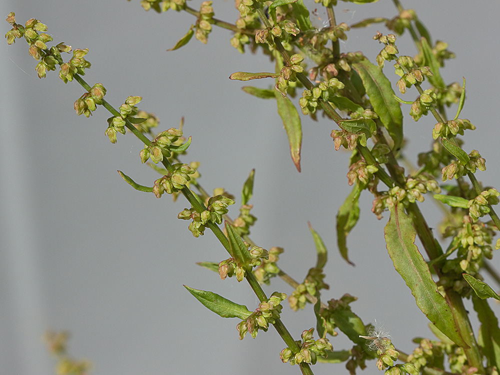 Ramas y fruto de la Romaza palustre (Rumex palustris)
