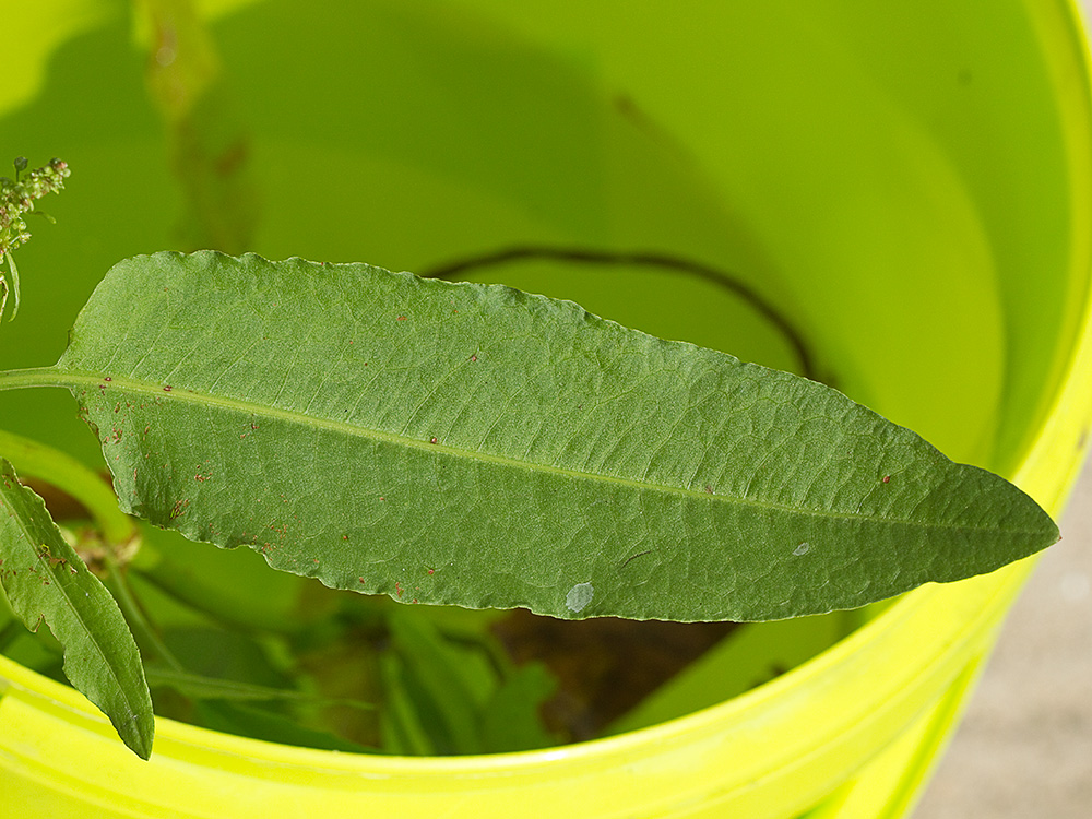 Hoja caulinar de la Romaza palustre (Rumex palustris)