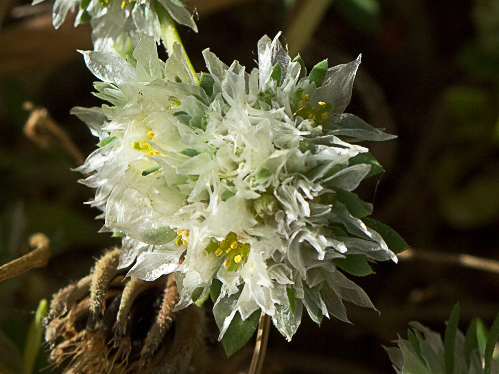 Mata de sanguinaria o nevadilla