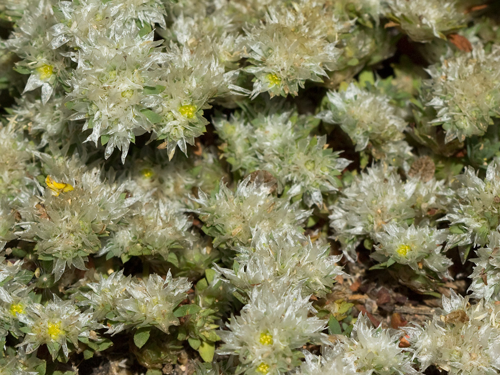 Mata de sanguinaria o nevadilla