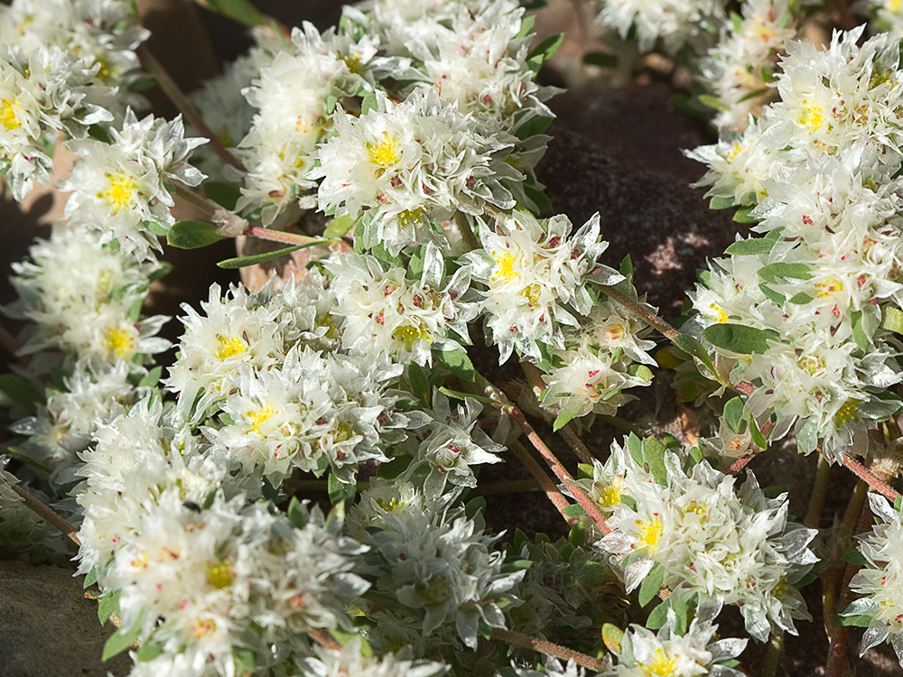 Mata de sanguinaria o nevadilla