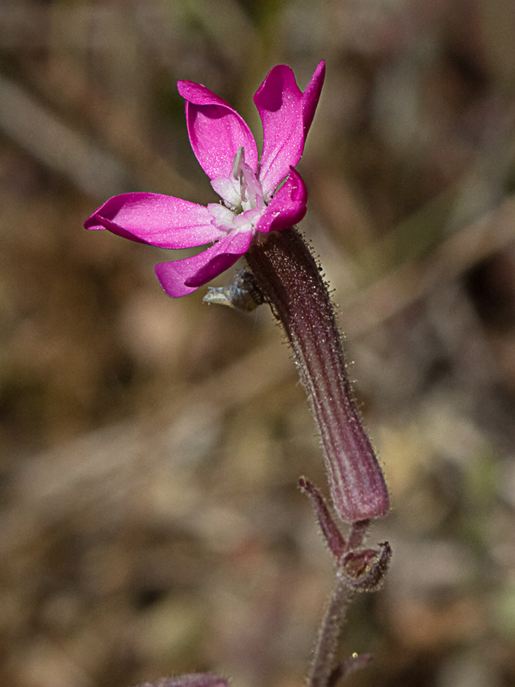 Silene péndula (Silene pendula L)