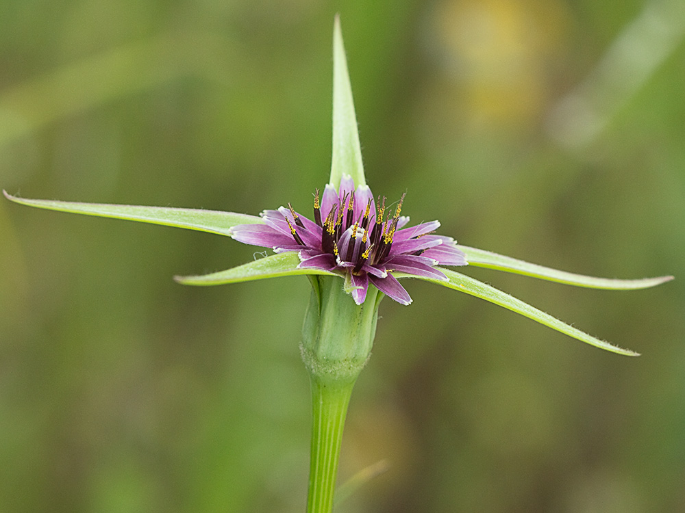Inflorescencia de la Tetilla de vaca (Tragopogon angustifolius)