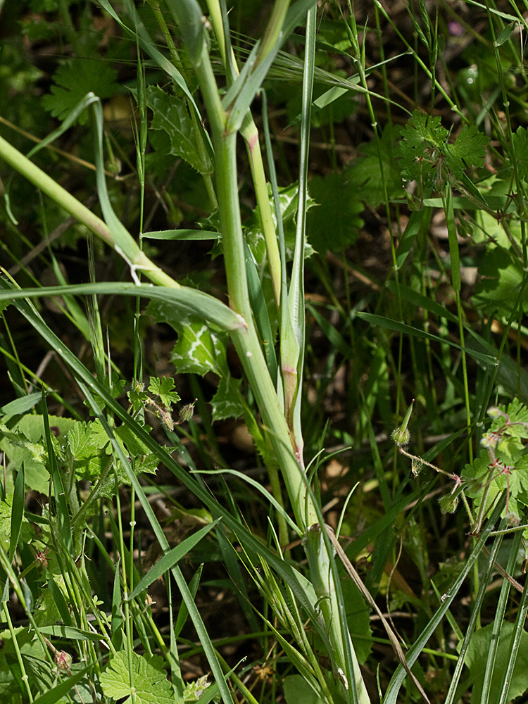 Tallo y hojas de la Tetilla de vaca (Tragopogon angustifolius)