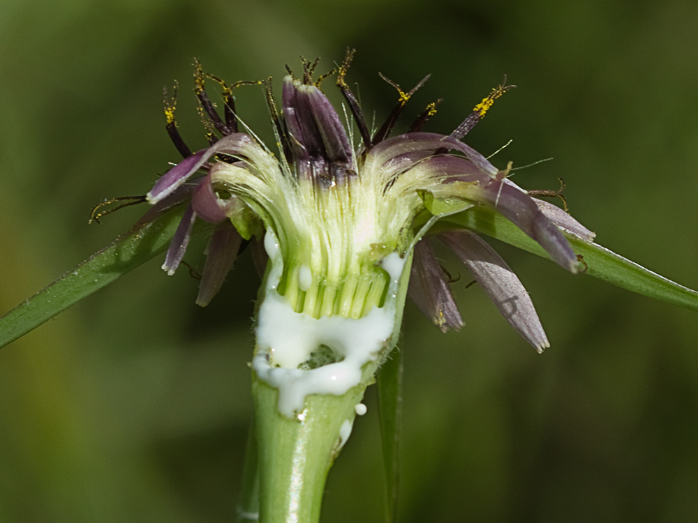 Inflorescencia de la Tetilla de vaca seccionada (Tragopogon angustifolius)