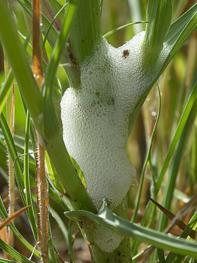 Tallo de la Tetilla de vaca (Tragopogon angustifolius)